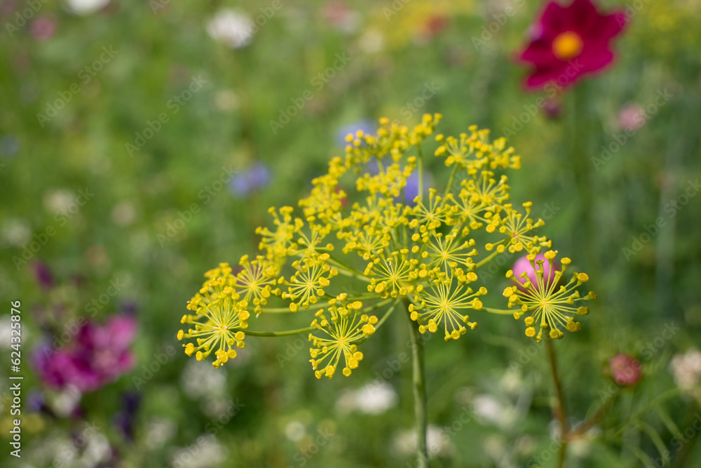 Obraz premium Fleur jaune
