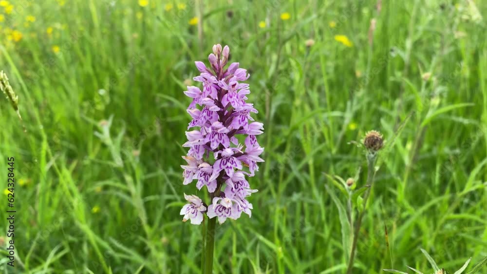 Close up of a Common Spotted Orchid flower gently moving in the wind , UK Close up of a Common Spotted Orchid flower gently moving in the wind , UK