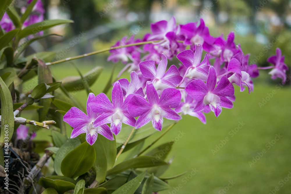 Dendrobium bigibbum, Dendrobium bihumped, or Dendrobium phalaenopsis, or Dendrobium moth is a species of perennial herbaceous plants of the Orchid family, Orchidaceae.
