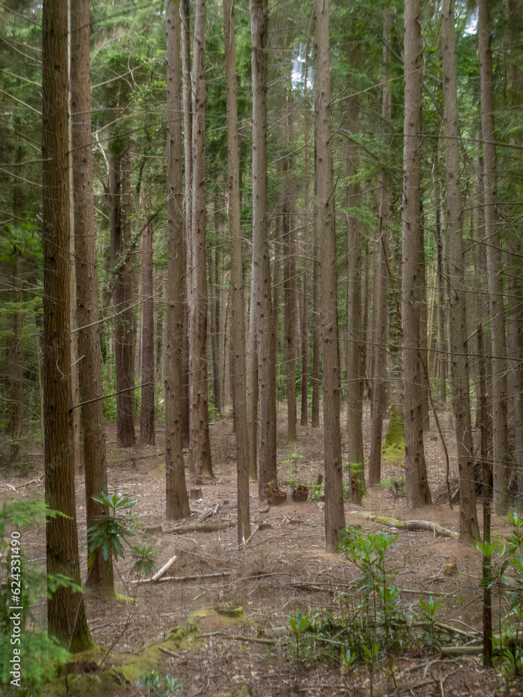 Obraz premium Conifer tree trunks, detail, UK. Vertical shot.