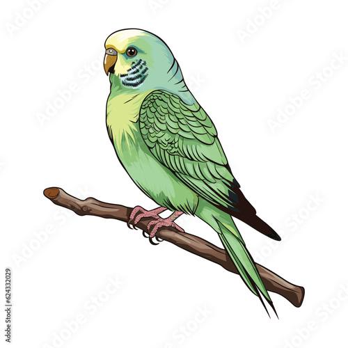 A cute budgie vector sketch illustration

