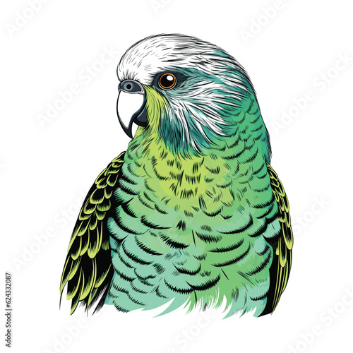 A cute budgie vector sketch illustration

