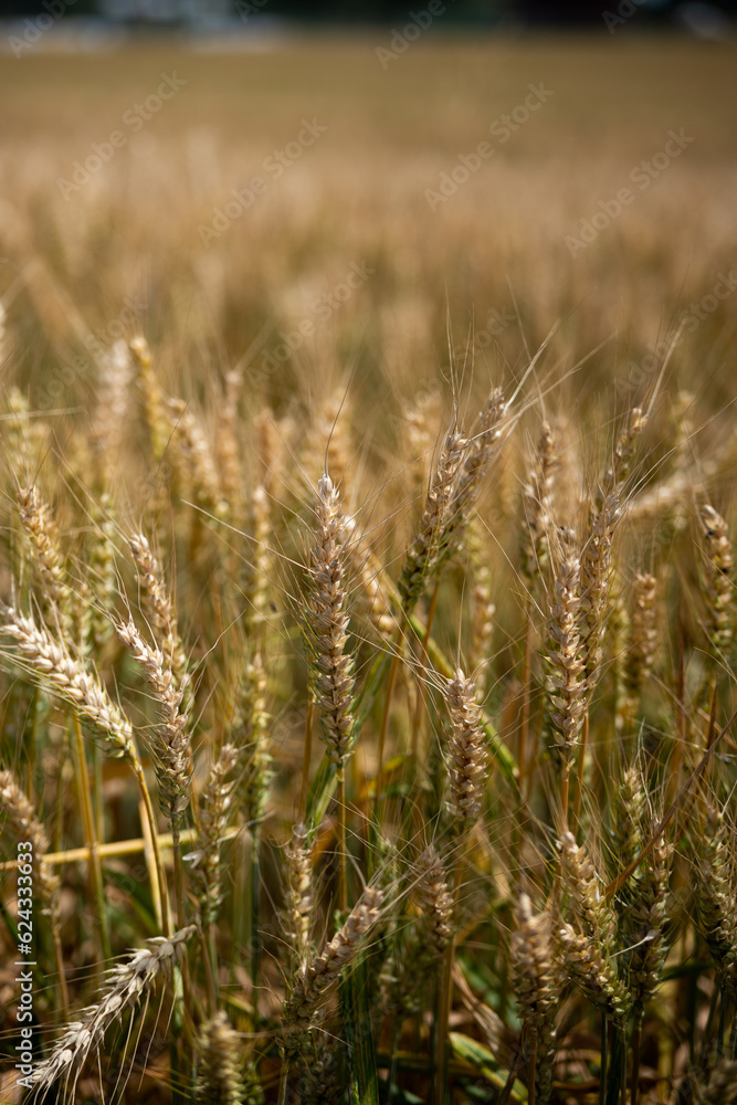 Ripe golden yellow wheat field in Europe. Top view, no people Ripe golden yellow wheat field in Europe. Top view, no people