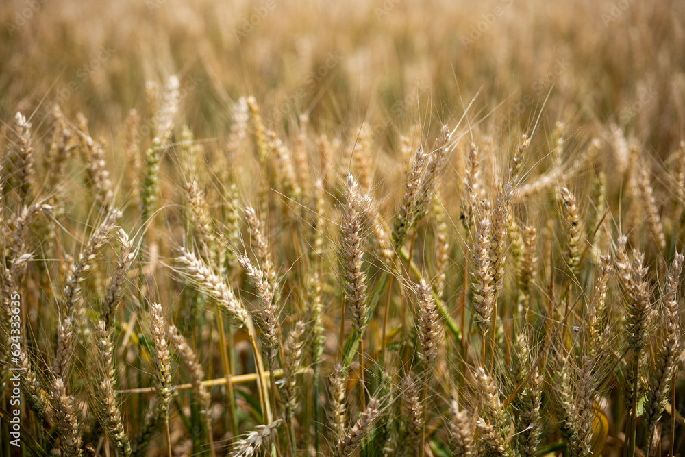 Ripe golden yellow wheat field in Europe. Top view, no people