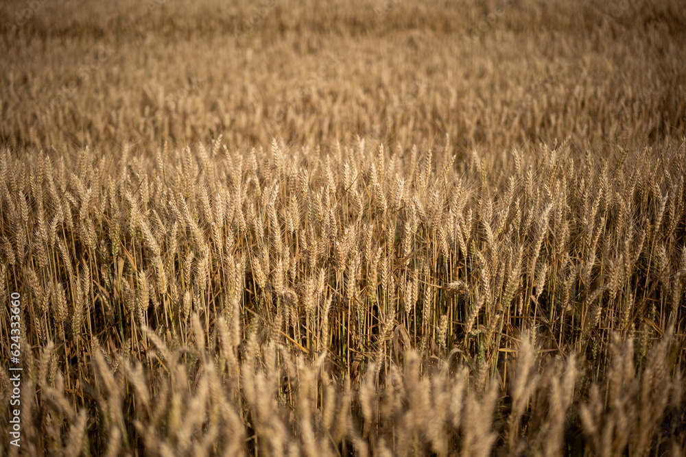 Ripe golden yellow wheat field in Europe. Top view, no people Ripe golden yellow wheat field in Europe. Top view, no people
