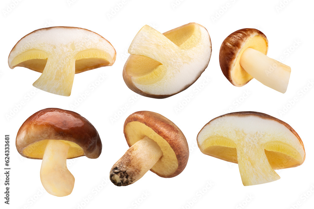Slippery Jack mushrooms (Suillus luteus fruit bodies) cut in half and