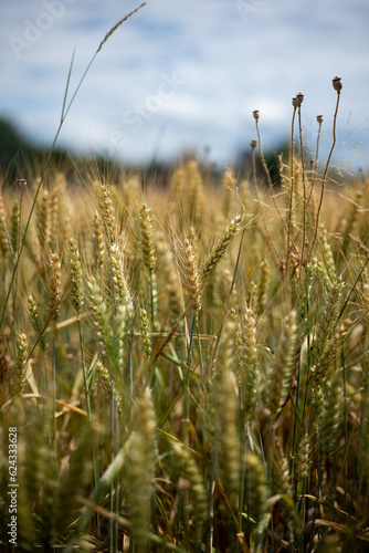 Ripe golden yellow wheat field in Europe. Top view  no people