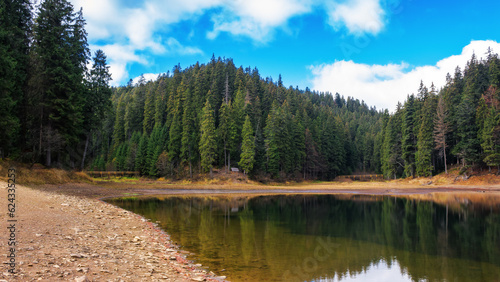 coniferous forest on the shore of synevyr lake. nature scenery in fall colors on a sunny day