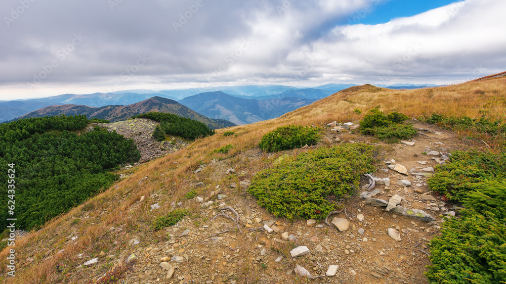 rolling landscape of strymba mountain. beautiful carpathian landscape in september. juniper plant on a stone covered terrain
