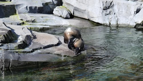 Steller Sea Lion Basking On Rock. Eumetopias Jubatus. closeup photo