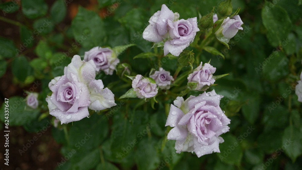 精巧な美しさのミニ薔薇（品名：薔薇の海）