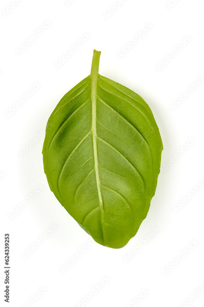 Fresh Basil leaves, Ocimum basilicum, isolated on white background. Fresh Basil leaves, Ocimum basilicum, isolated on white background.