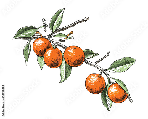 Hand drawn orange branches