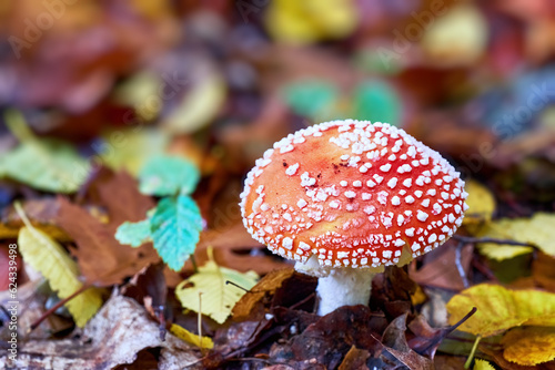 Amanita muscaria, commonly known as the fly agaric or fly amanita in autumn forest