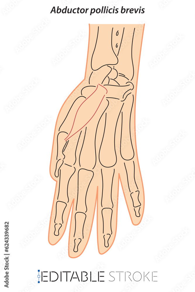 Line Drawing See Through Brevis Doctor Learning Science Hand