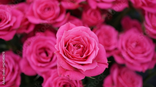 可愛いローズピンクの薔薇（品名：ラブリーリディア）