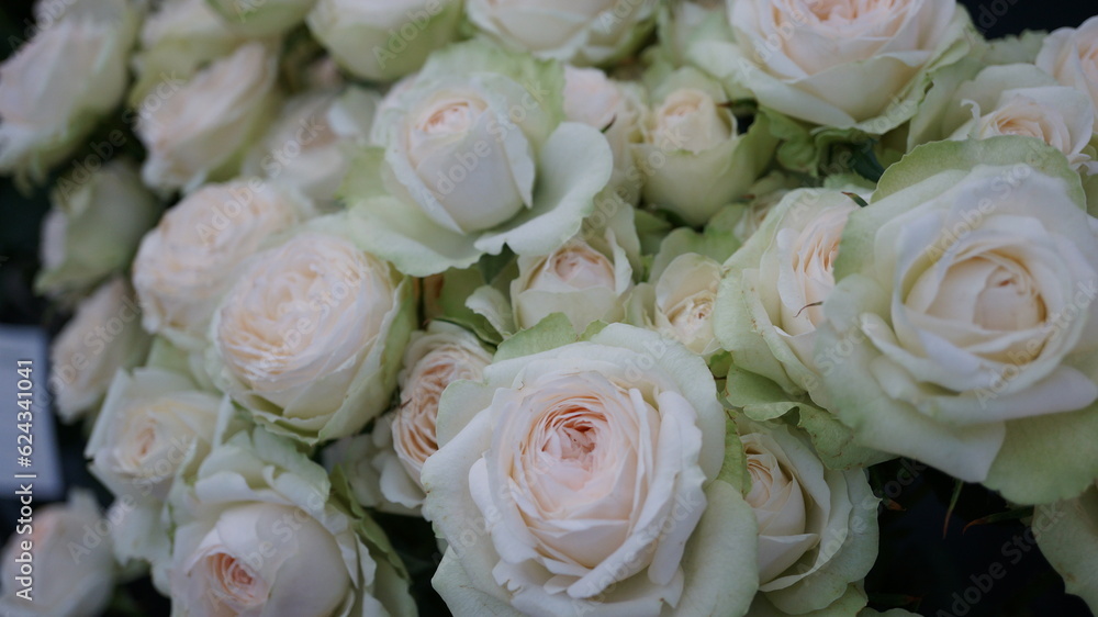 丸みの愛らしい淡い色の薔薇(品名:ラソワ) 丸みの愛らしい淡い色の薔薇(品名:ラソワ)