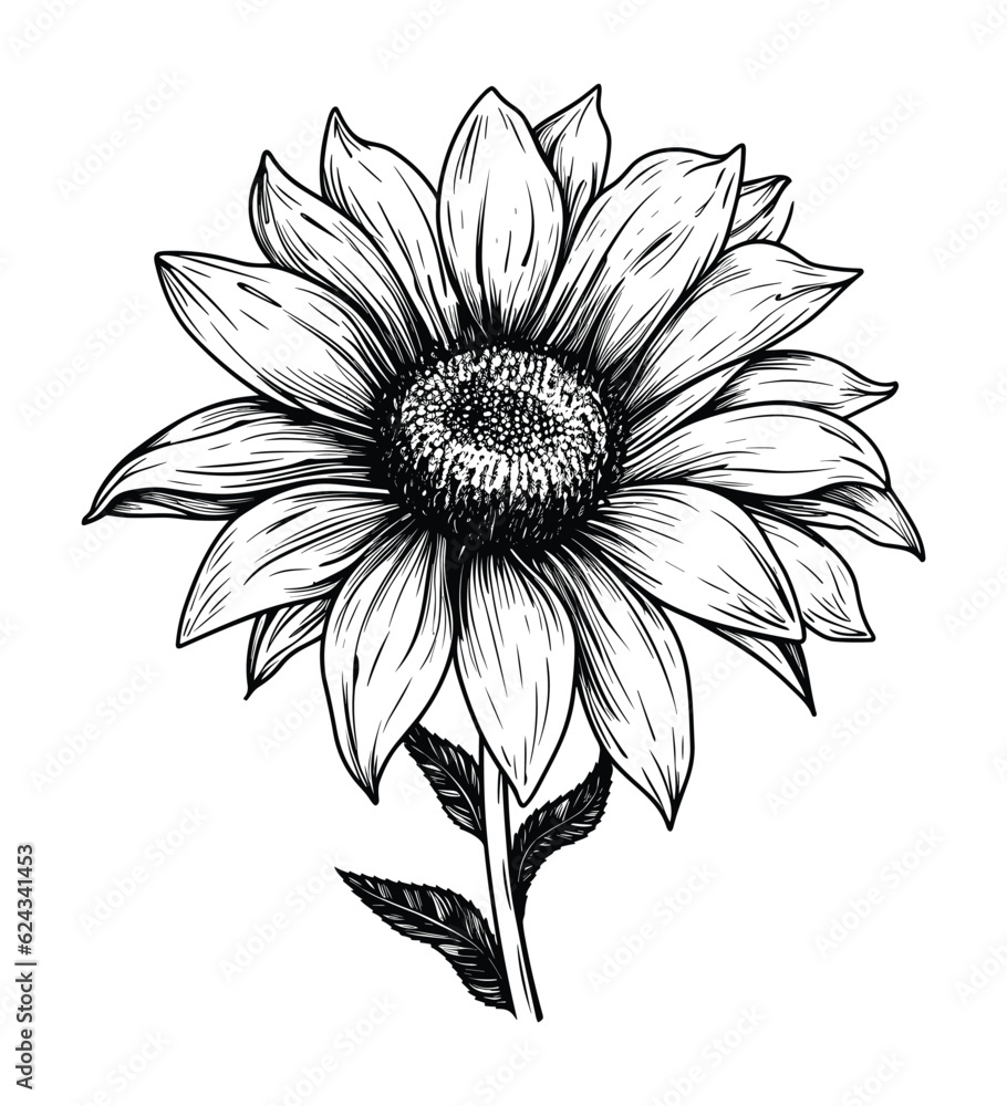 Hand drawing illustration of sunflower