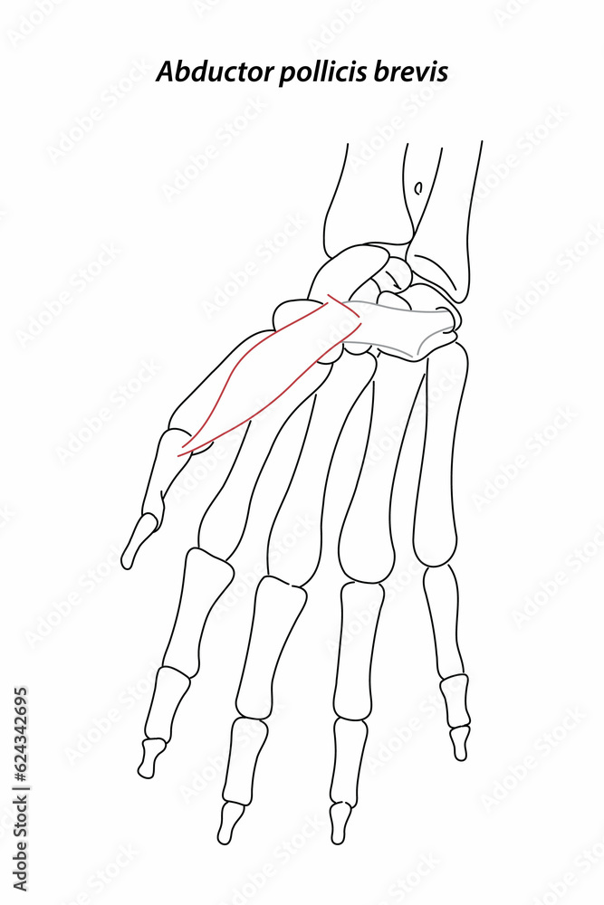 Medical illustration of Abductor pollicis brevis hands muscle. Line ...