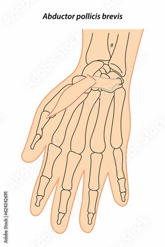 Medical illustration of Abductor pollicis brevis hands muscle. Line drawings See through the skin, image for student learning, medicine, and sports science. photo