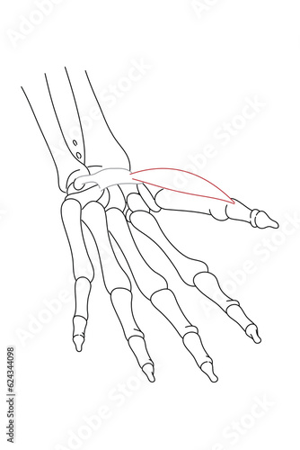 Medical illustration of Abductor pollicis brevis hands muscle. Line drawings image for student learning, medicine, and sports science. photo