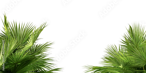 Palm leafs branches isolated on white