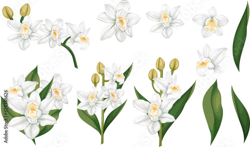 Vector realistic set. White orchids, flowers and leaves on white background, branches with flowers buds and leaves. Flowers isolated on white background . Vector illustration