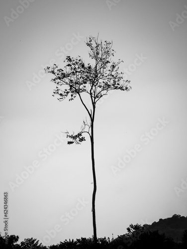 silhouette of a tree