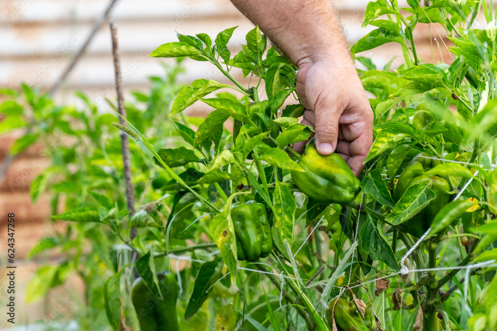 A person touches some green peppers, growing in an organic garden A person touches some green peppers, growing in an organic garden