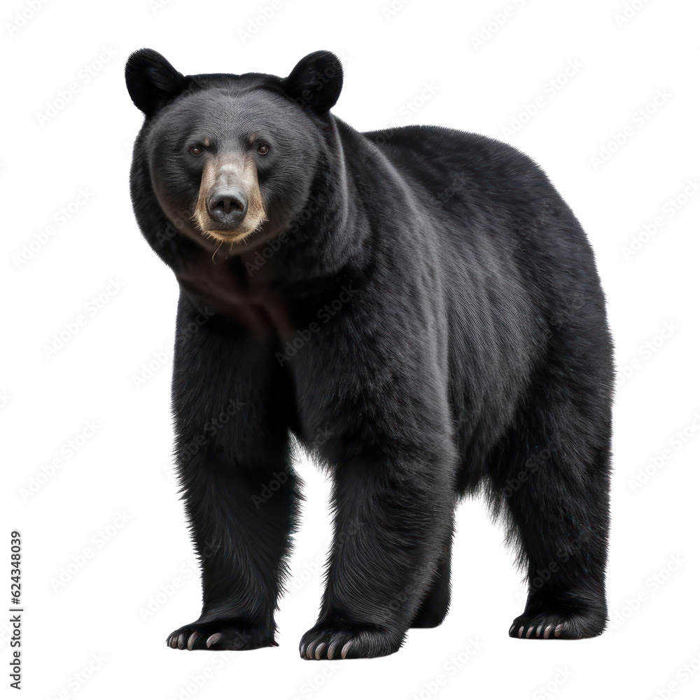 Fototapeta premium Big black bear on a clean transparent background. Generative AI