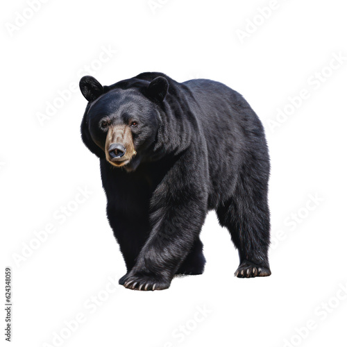 Big black bear on a clean transparent background. Generative AI