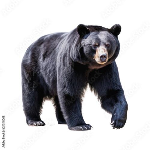 Big black bear on a clean transparent background. Generative AI