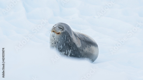 A weddell seal relaxes happily on an iceberg in the Antarctic peninsula.