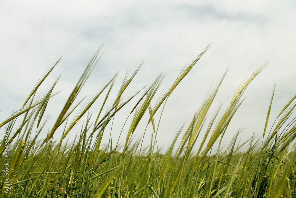 Fototapeta premium Grass and rye in the wind on a winter cloudy day
