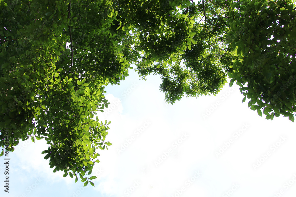 Fototapeta premium Background of a green blooming tree