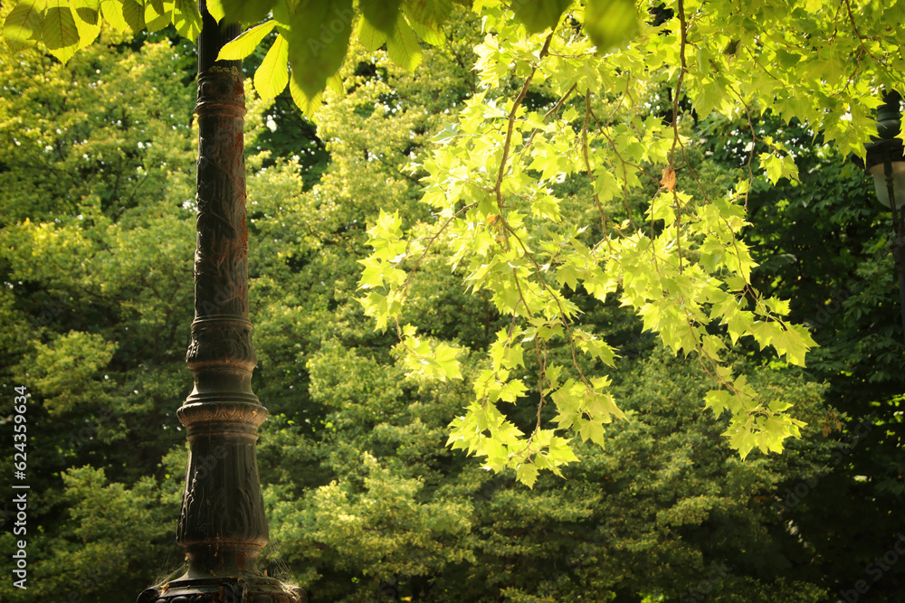 Fototapeta premium Background of a green blooming tree