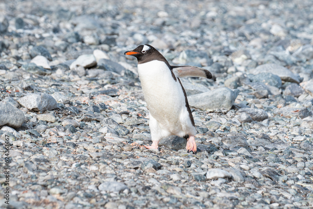 Naklejka premium Gentoo penguin walking on a rocky beach. Antarctic Peninsula