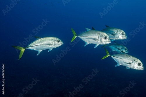 Marine Life Underwater