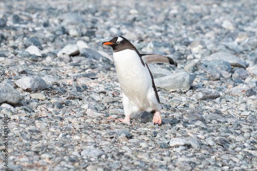 Gentoo penguin walking on a rocky beach. Antarctic Peninsula
