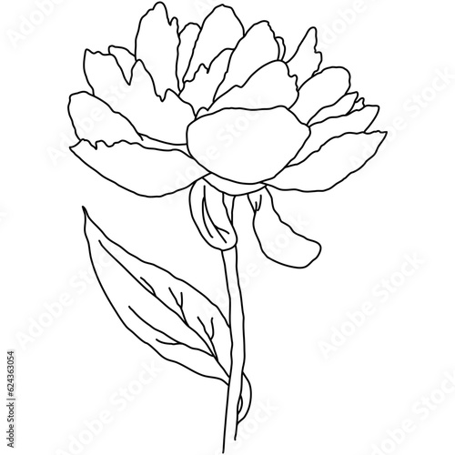 Peony flower in bloom on stem line art. Hand drawn realistic detailed vector illustration. Black and white clipart.