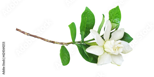 Blooming White Gardenia jasminoides or Cape Jasmine Flower, Bud
