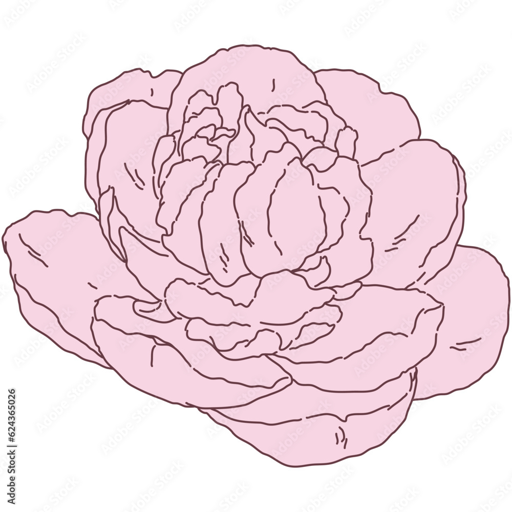 Peony flower blooming line filled pink color illustration. Hand drawn realistic detailed vector illustration clipart. Peony flower blooming line filled pink color illustration. Hand drawn realistic detailed vector illustration clipart.