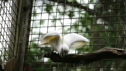 The Yellow-crested Cockatoo which has the scientific name Cacatua Galerita at Ragunan Zoo. Relatively large in size found in forested habitats in Australia,New Guinea, Indonesia photo