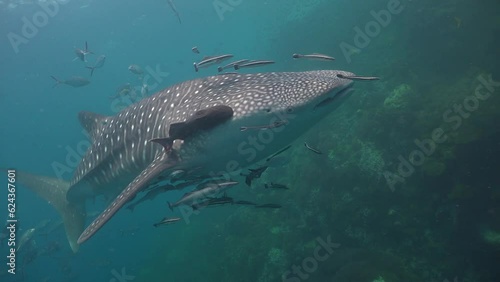 Whale shark (Rhincodon typus) swims slowly along a shallow reef, viewed from the right side. A large dark remora is attached near the right side of its head.