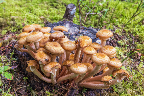 Honey fungus with beetles in a forest