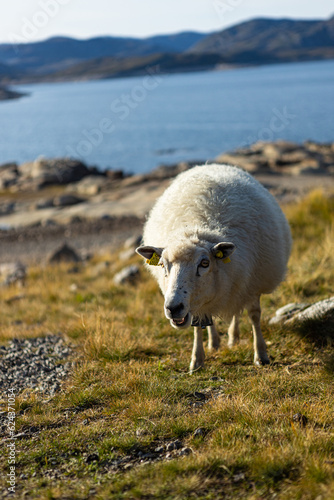 sheep on the mountain