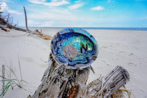 The beautiful, iridescent rainbow abalone (Haliotis iris). The view on sea snail's shell on the light sand and horizont with the blue sea.