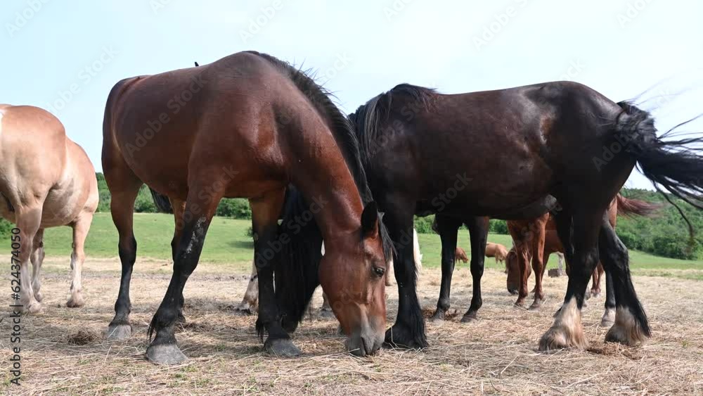 Horses on the farm eat hay. A group of horses on a ranch. Domestic horses in the field. Horses on the farm eat hay. A group of horses on a ranch. Domestic horses in the field.
