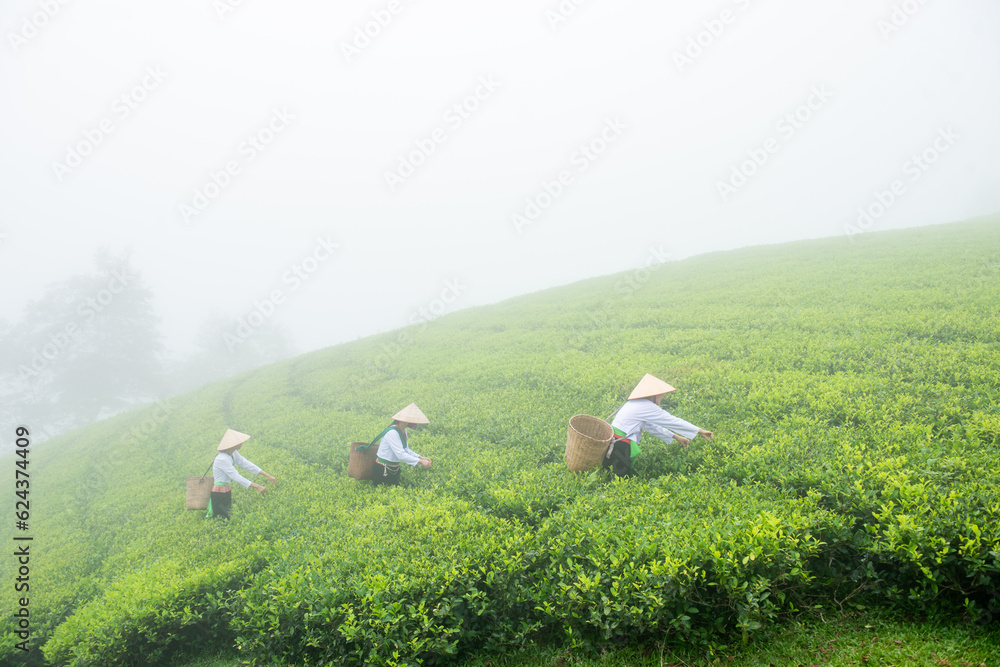 Naklejka premium Hmuong working in green tea plantation at Long Coc tea mountain, Phu Tho province, Vietnam