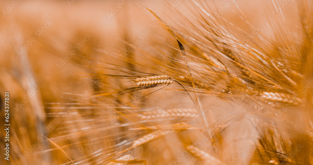 Golden fields of grain, wheat growing for food, the life of a farmer Golden fields of grain, wheat growing for food, the life of a farmer